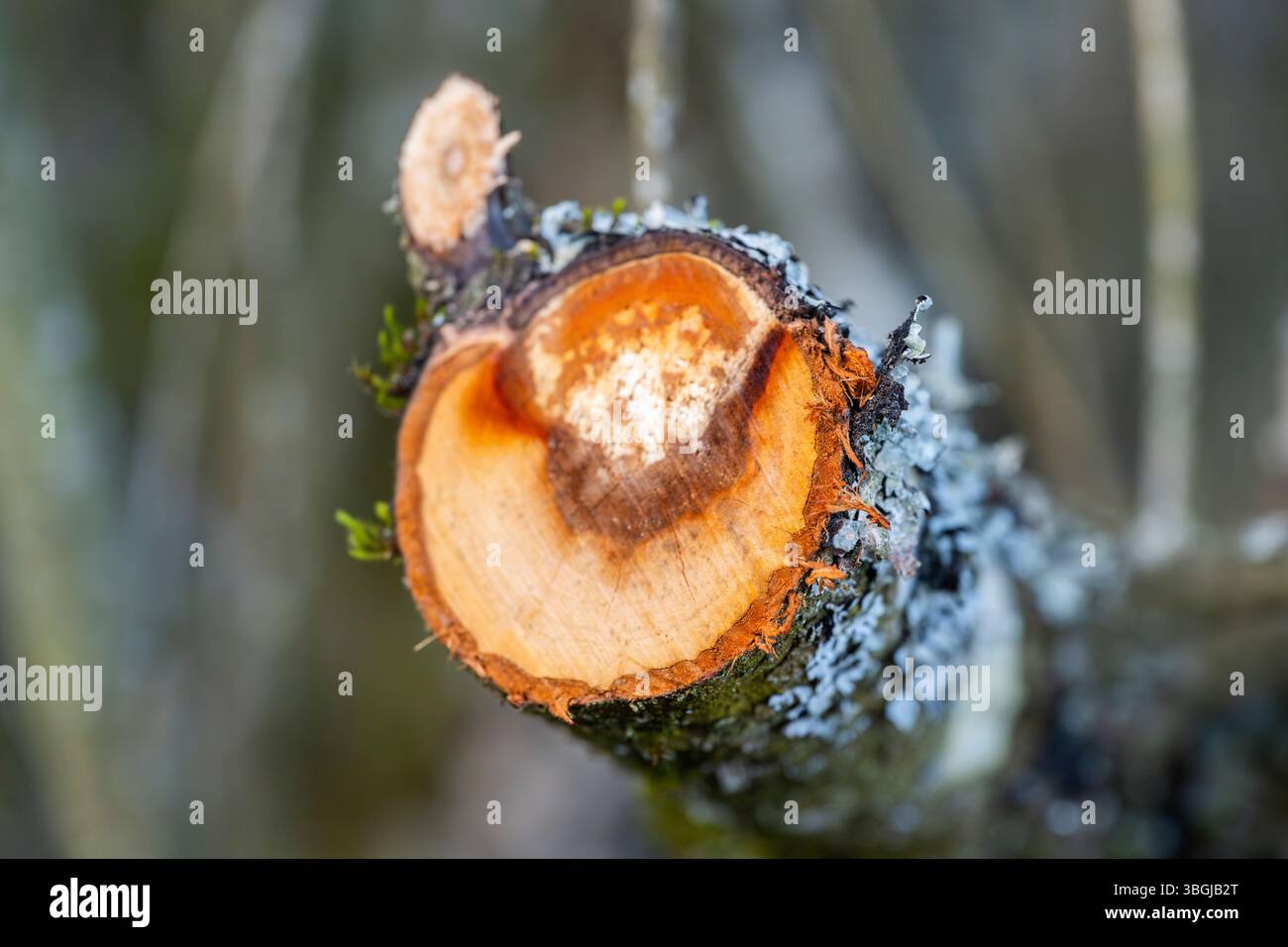 Schnittfläche eines Baumstamms, Lengenbach, Deining, Oberpfalz, Bayern, Deutschland Stockfoto
