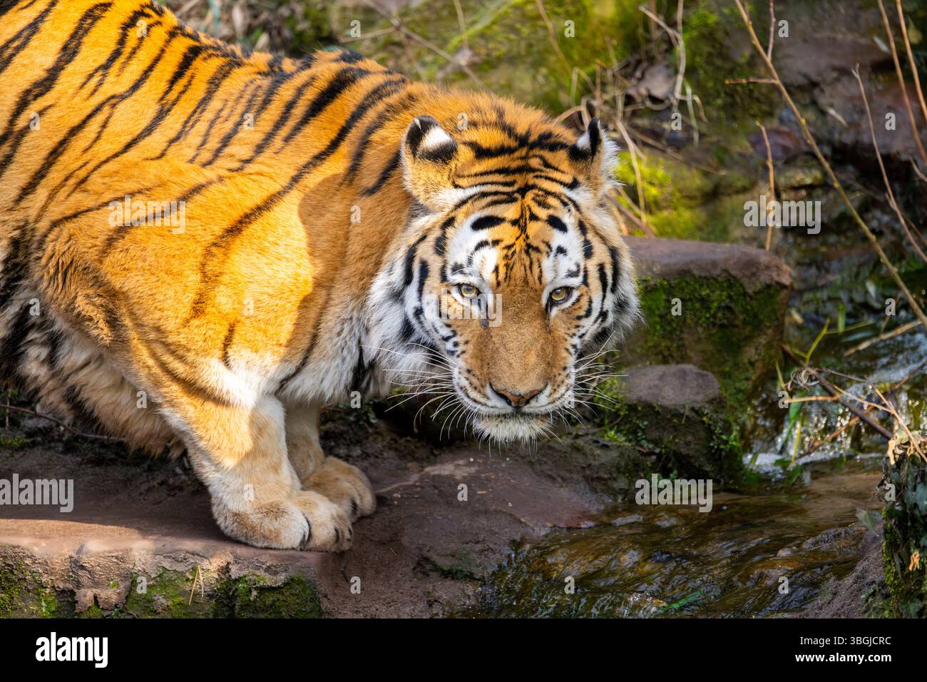 Porträt eines sibirischen Tigers (Panthera tigris tigris) in einem Wald, trinkt Wasser, gefangen, Vorfall in Russland und Nordostchina Stockfoto