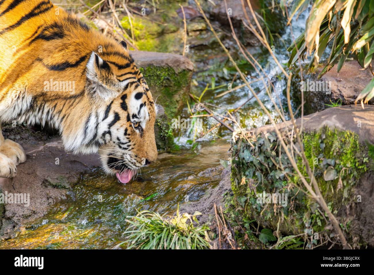 Porträt eines sibirischen Tigers (Panthera tigris tigris) in einem Wald, trinkt Wasser, gefangen, Vorfall in Russland und Nordostchina Stockfoto
