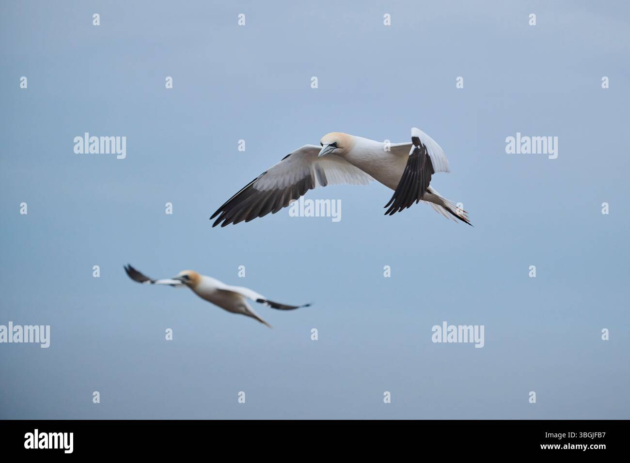 Nördliche Tölpel (Morus bassanus) fliegen über das Meer, Wildtiere, Helgoland, Deutschland, Europa Stockfoto