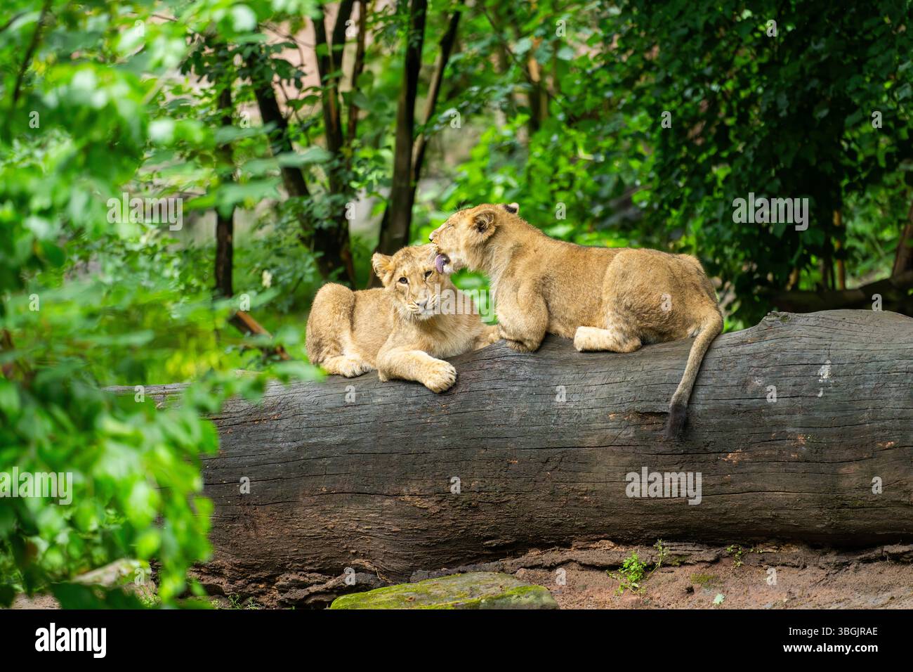 Zwei asiatische Löwen (Panthera leo persica) spielen auf einem Baumstamm Stockfoto