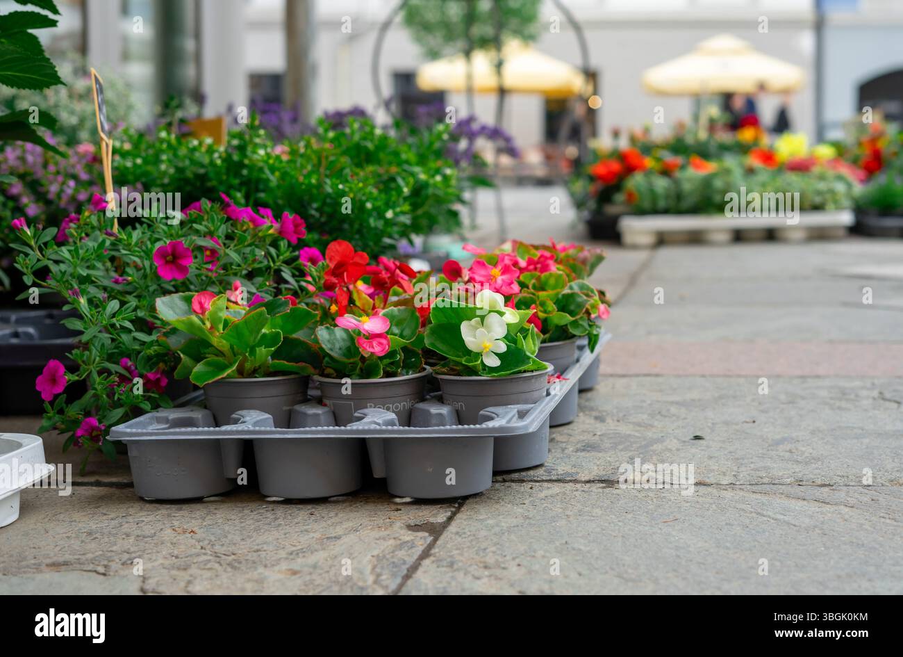 Blick auf viele bezaubernde rosa Gärten und Innenpflanzen. Rote Begonien in Plastiktöpfen werden in der Nähe eines Blumengeschäfts verkauft Stockfoto