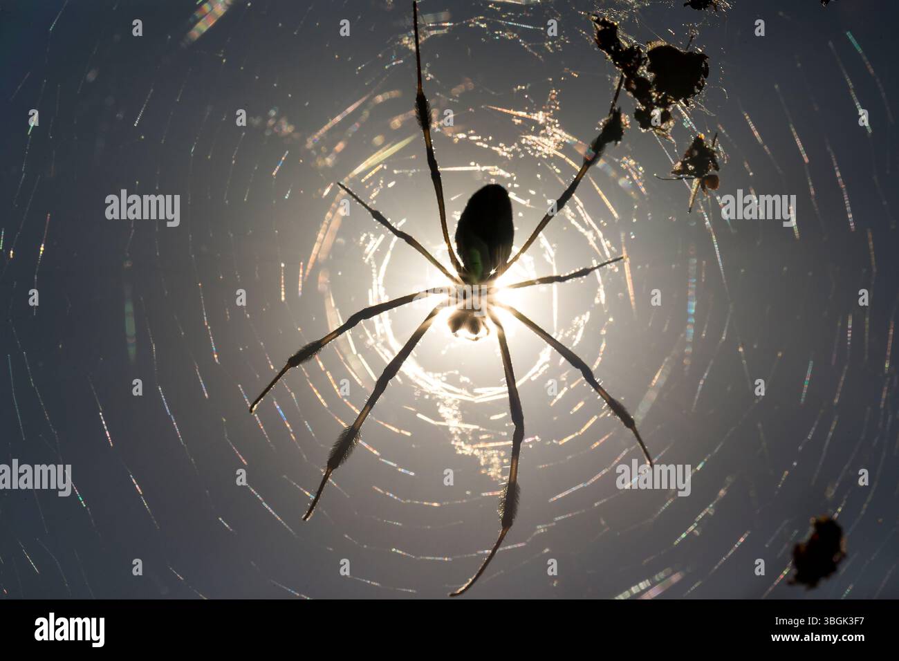 Spider und das ist Netz. Amatlán, Morelos, Mexiko Stockfoto