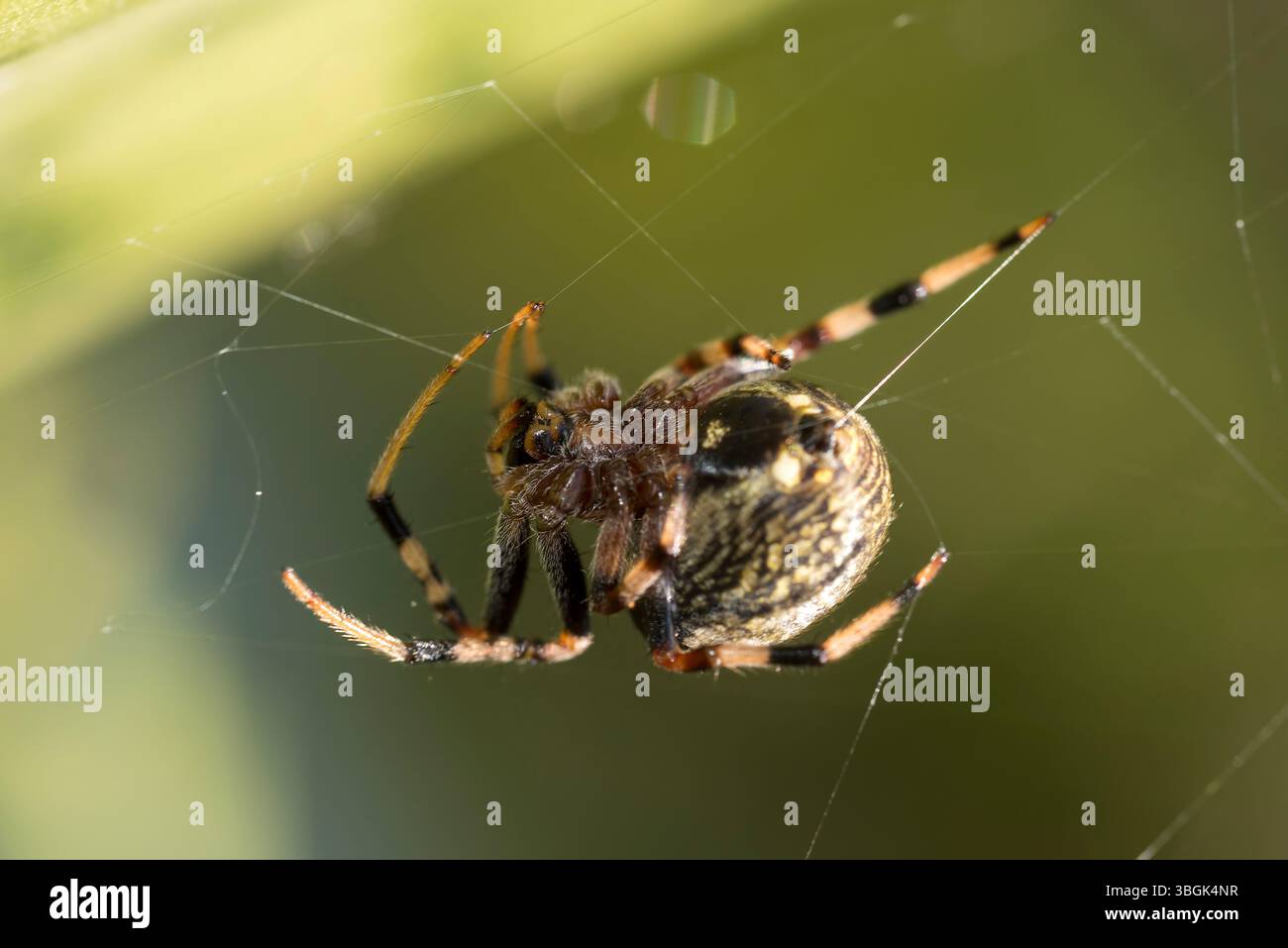 Spider und das ist Netz. Amatlán, Morelos, Mexiko Stockfoto