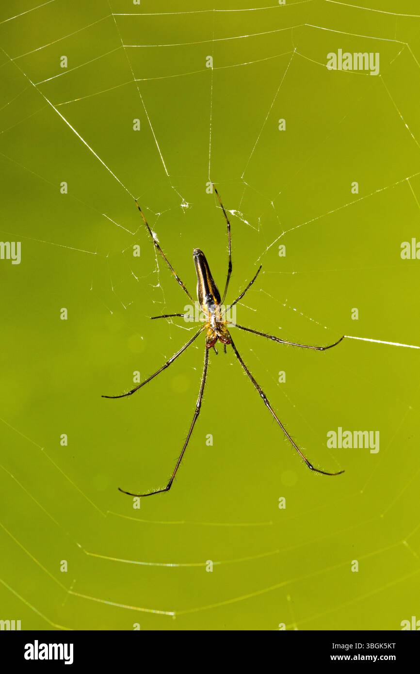 Spider und das ist Netz. Amatlán, Morelos, Mexiko Stockfoto