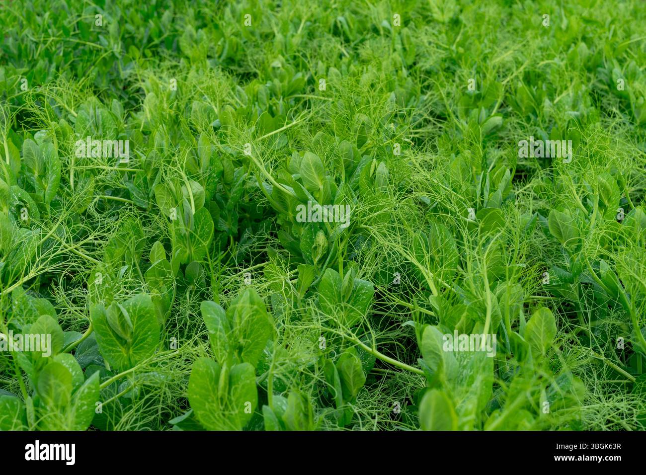 Ein lebhaftes Feld voller üppiger grüner Pflanzen erstreckt sich über die Landschaft und blüht unter hellem Sonnenlicht. Die Pflanzen zeigen gesundes Laub, Show Stockfoto
