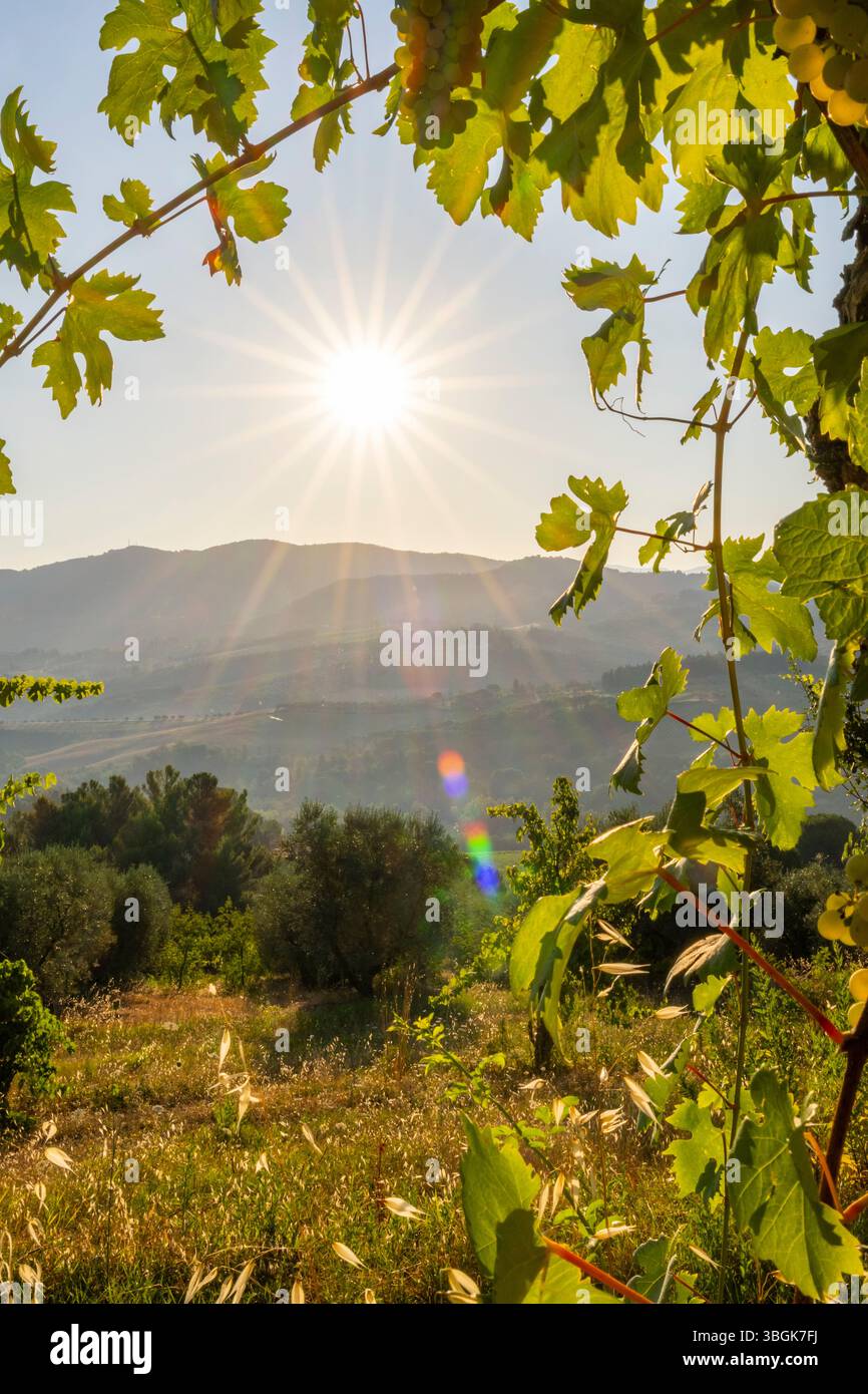 Blick durch Weinblätter in die toskanische Landschaft bei Sonnenaufgang, Landgut mit Weinbergen, Wäldern, Olivenbäumen und Zypressen in Chianti, Chianti Region, Toskana, Italien, Europa Stockfoto