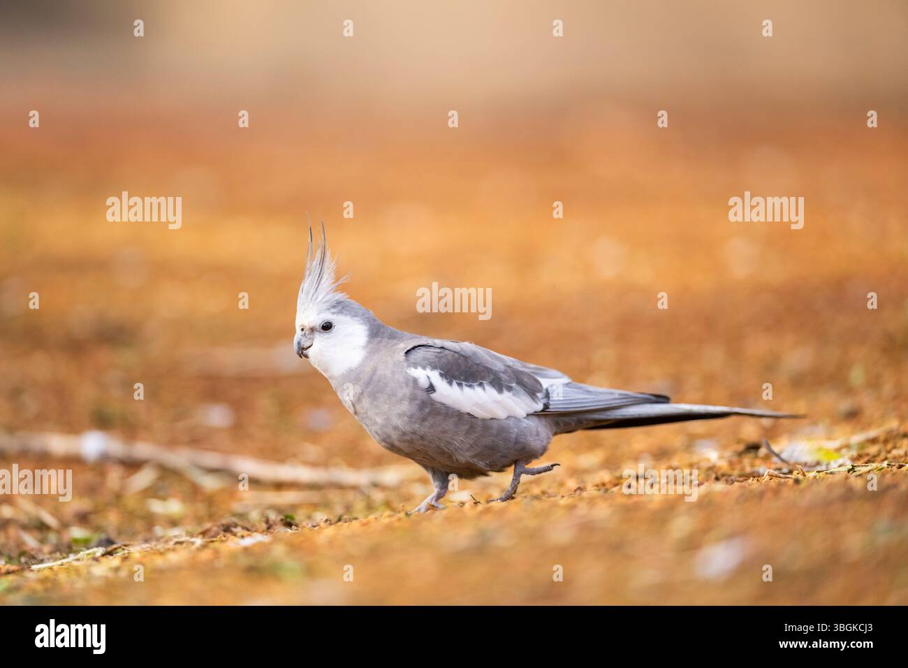 Kakatiel (Nymphicus hollandicus) auf dem Boden spazieren, Bayern, Deutschland, Europa Stockfoto