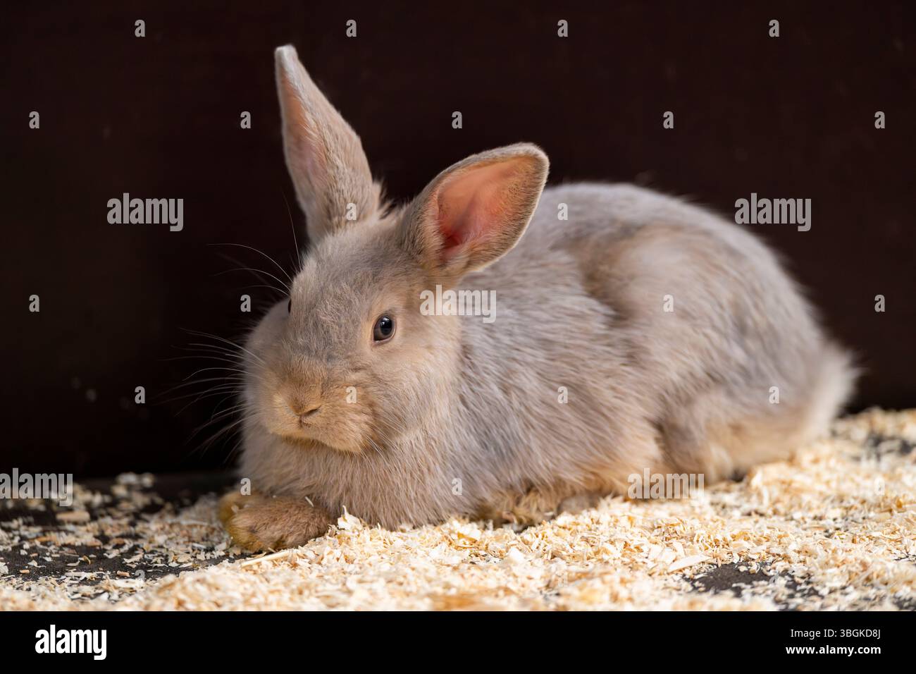 Hauskaninchen (Oryctolagus cuniculus forma domestica) auf dem Boden liegend, Bayern, Deutschland, Europa Stockfoto
