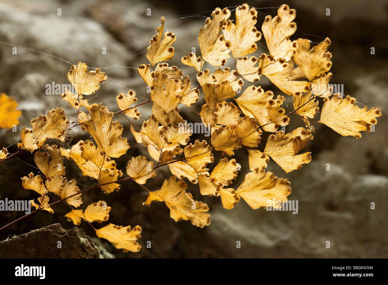 Hinterlässt Details im Land. Amatlán, Morelos, Mexiko. Stockfoto