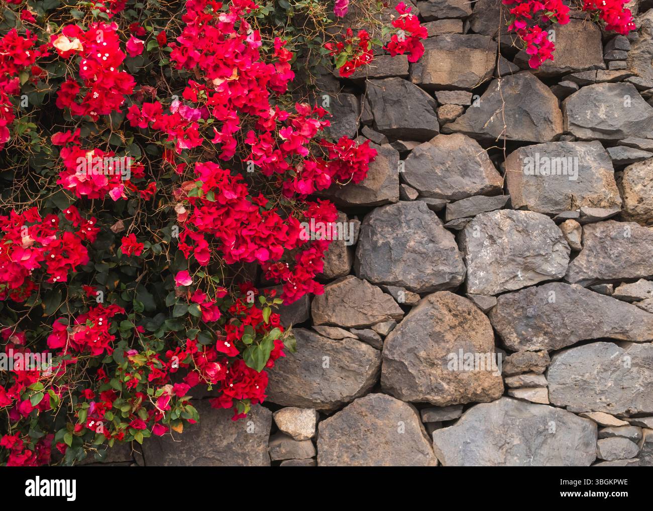 FUNCHAL, MADEIRA, PORTUGAL - 22. APRIL: Blumen so weit das Auge reicht am 22. April 2025 in Funchal, Madeira, Portugal. Stockfoto