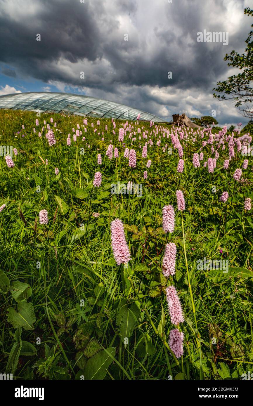 Das große Gewächshaus im National Botanic Garden of Wales, Gardd Fotaneg Genedlaethol Cymru, über blumendurchflutete Wiesen bei guter Sommersonne. Stockfoto