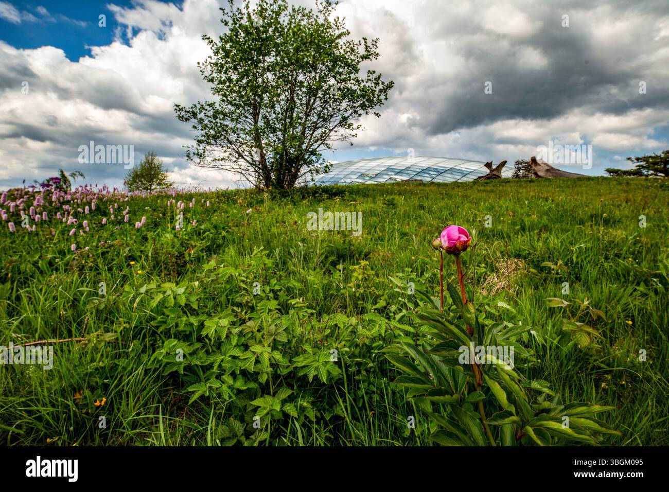 Das große Gewächshaus im National Botanic Garden of Wales, Gardd Fotaneg Genedlaethol Cymru, über blumendurchflutete Wiesen bei guter Sommersonne. Stockfoto