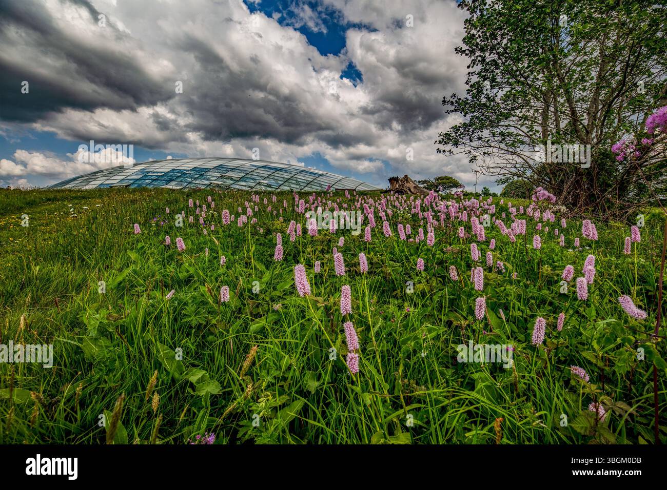 Das große Gewächshaus im National Botanic Garden of Wales, Gardd Fotaneg Genedlaethol Cymru, über blumendurchflutete Wiesen bei guter Sommersonne. Stockfoto
