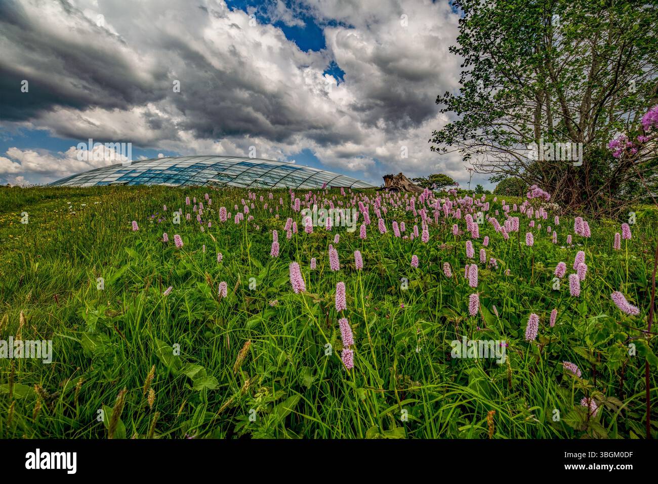 Das große Gewächshaus im National Botanic Garden of Wales, Gardd Fotaneg Genedlaethol Cymru, über blumendurchflutete Wiesen bei guter Sommersonne. Stockfoto