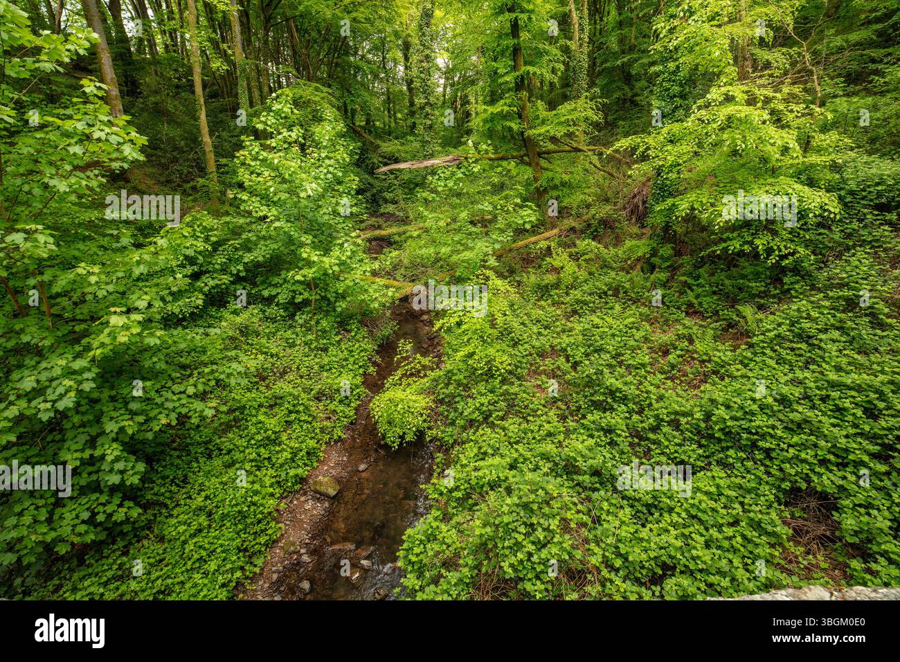 Intimes Naturporträt (Blumen und Pflanzen) im National Botanic Garden of Wales. Verführerisch, Erstaunlich, Atemberaubend, Fesselnd, Stockfoto