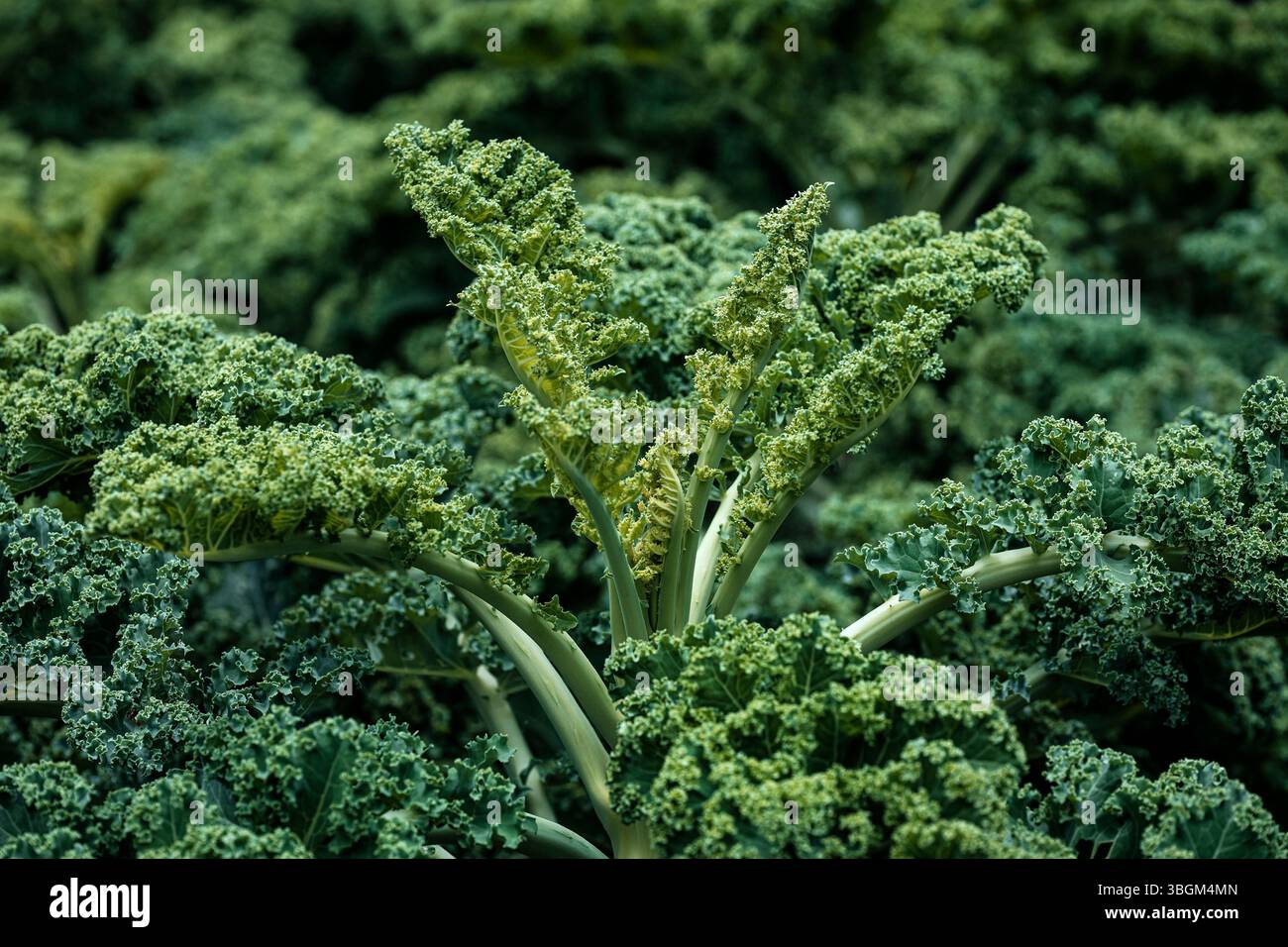 Grünkohl wächst in einem Garten. Stockfoto