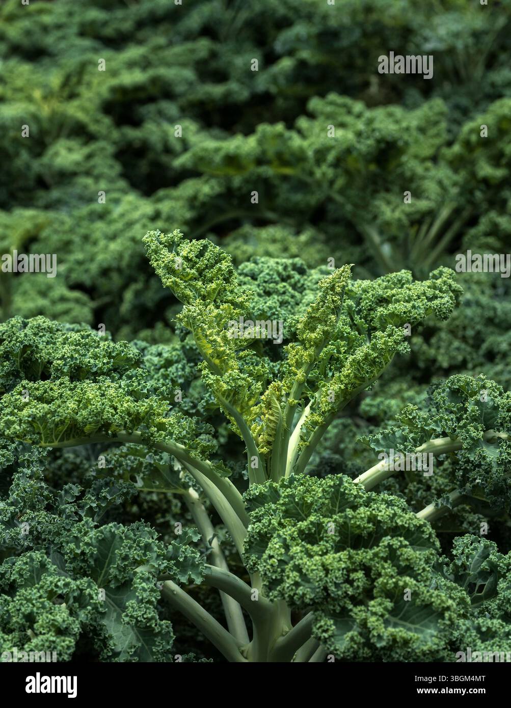 Grünkohl wächst in einem Garten. Stockfoto