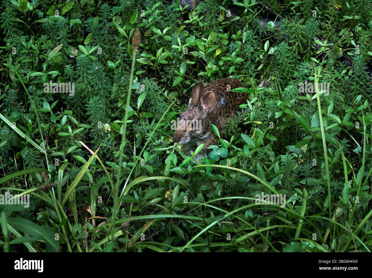 Kaninchen genießt ein üppiges fest mit Sumpf-Grüns. Stockfoto