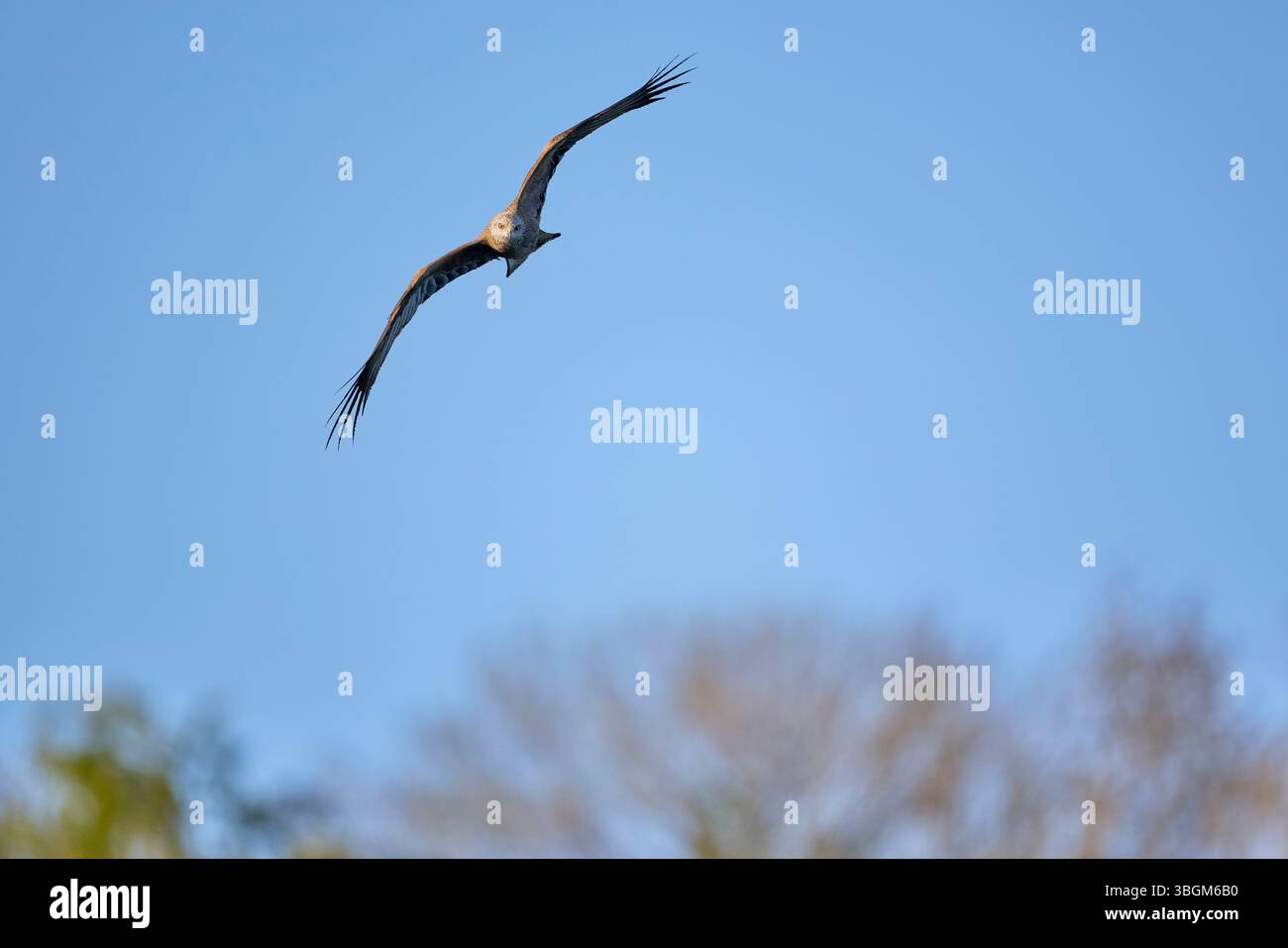 Drachen, schwarzer Drachen, Milvus migrans, im Flug Stockfoto