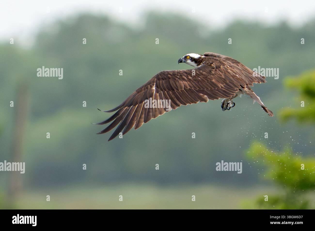 Weihnachten, Florida, USA. Juni 2025. Ein Fischadler fliegt über dem Feuchtgebiet nach einem erfolglosen Versuch, einen Fisch in den flachen Gewässern des Orlando Wetlands Park in Florida zu fangen. (Kreditbild: © Ronen Tivony/ZUMA Press Wire) NUR REDAKTIONELLE VERWENDUNG! Nicht für kommerzielle ZWECKE! Stockfoto