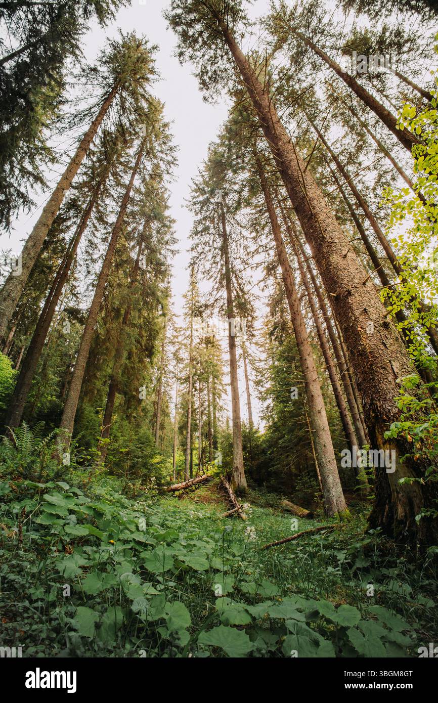 Ultra-Weitwinkelaufnahmen im Querformat. Unteransicht der Tannen im Wald, heller und blauer Himmel sichtbar auf der Spitze der Tannen. Stockfoto