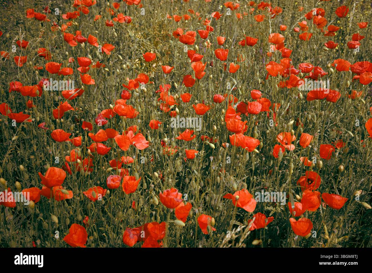 Ein weicher Blick aus der Vogelperspektive auf ein goldenes Mohnfeld, wo zarte gelbe Blütenblätter unter dem Sonnenlicht schimmern. Foto mit unscharfem Hintergrund Stockfoto