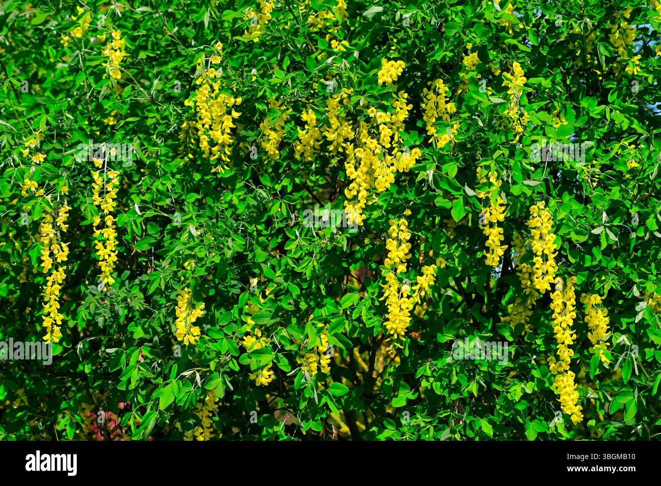 Laburnum anagyroides Stockfoto