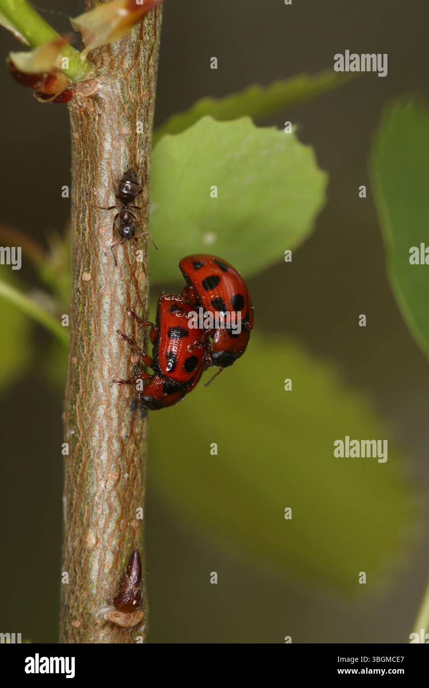 Rote Pappelblattkäfer paaren (Gonioctena decemnotata) auf einer zitternden Pappel (Populus tremula) mit Ameise Stockfoto