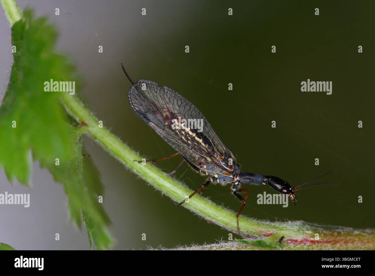 Weibchen der markanten Schlangenfliege (Phaeostigma notata) in einem Kiefernwald Stockfoto