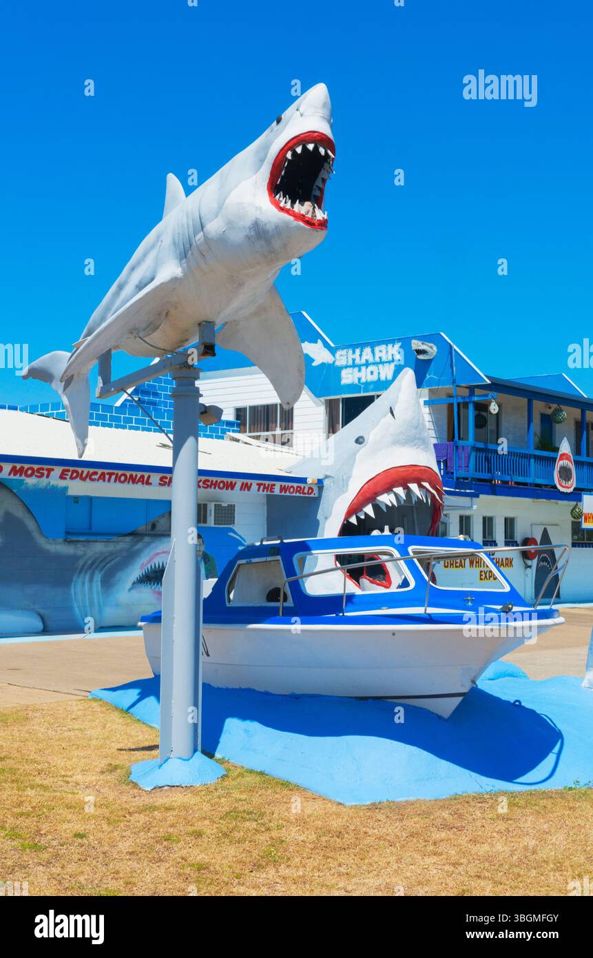 Great White Shark Expo Shark zeigen, Hervey Bay, Queensland, Australien Stockfoto