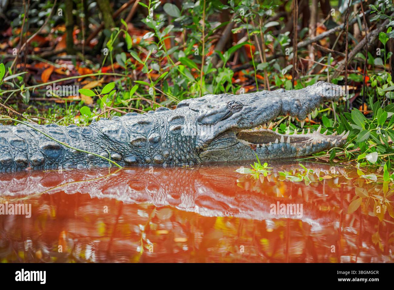 Amerikanischer Alligator (Alligator missipiensis), der seine Kiefer öffnet, Sanibel Island, J.N. Ding Darling National Wildlife Refuge, Florida, USA Stockfoto