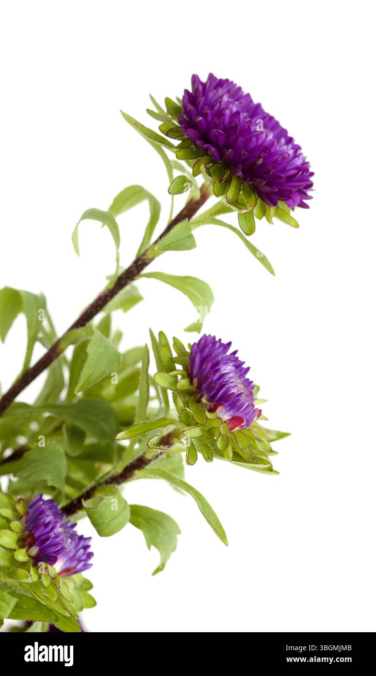 Callistephus chinensis, China Aster oder jährliche Aster, isoliert auf weißem Hintergrund Stockfoto