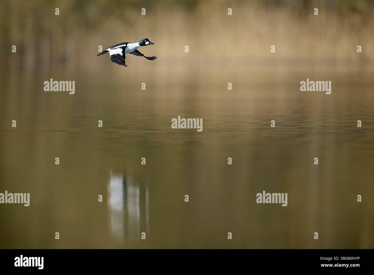 Gewöhnliches goldeneye, Bucephala clangula, drake im Flug Stockfoto