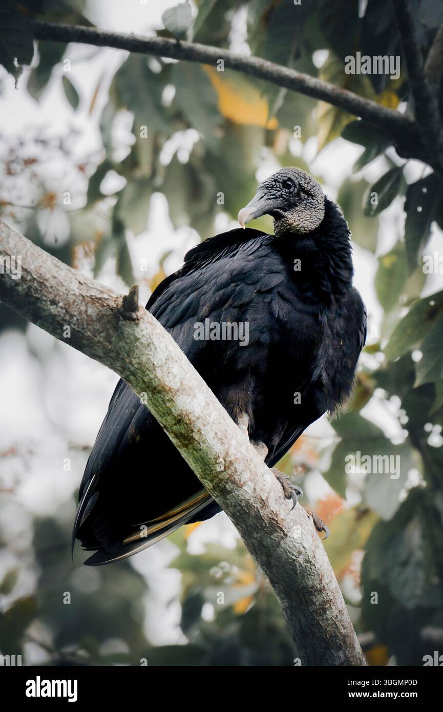 Schwarzer Rabengeier (Coragyps atratus), der auf einem Zweig in Costa Rica sitzt Stockfoto