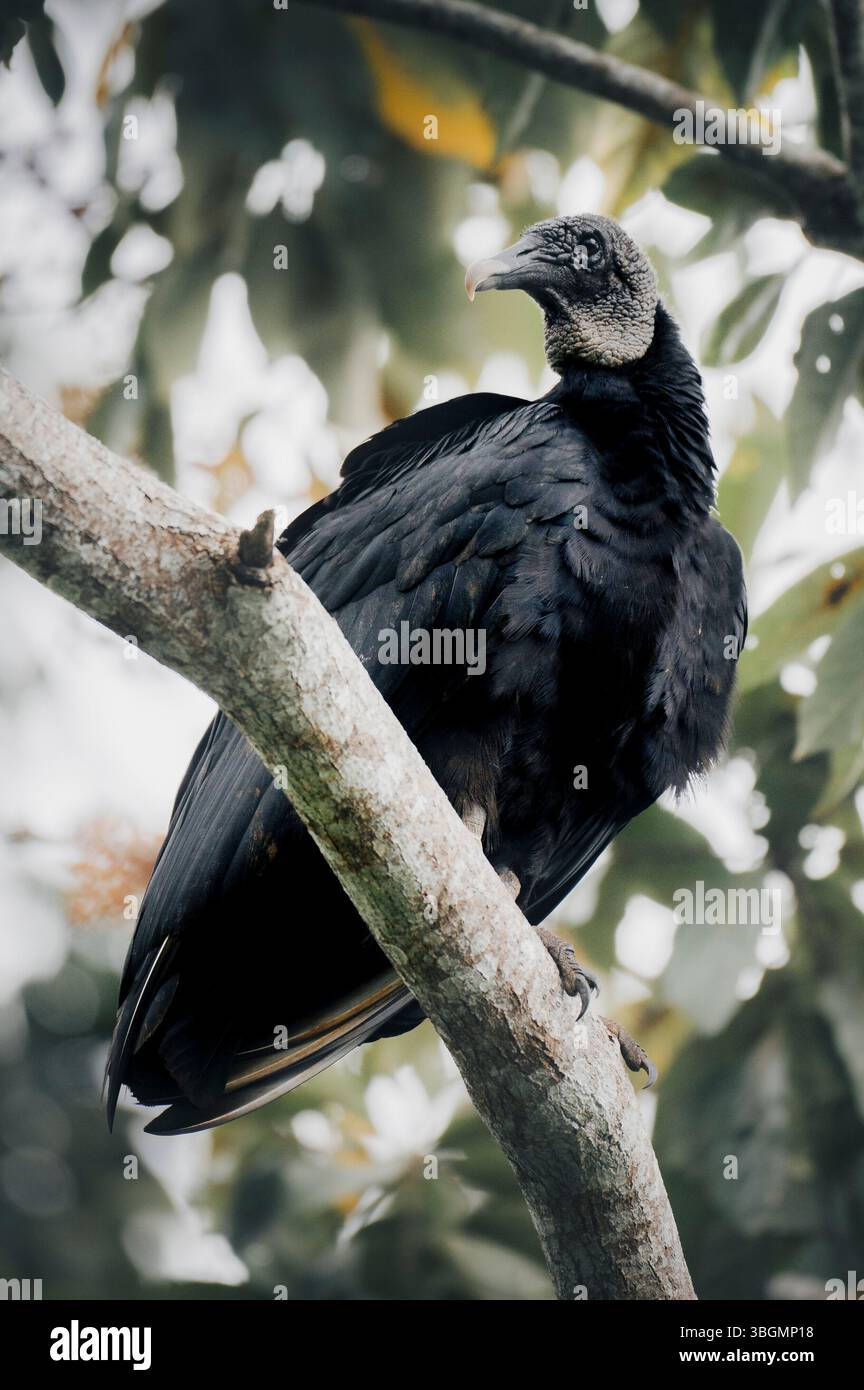 Schwarzer Rabengeier (Coragyps atratus), der auf einem Zweig in Costa Rica sitzt Stockfoto