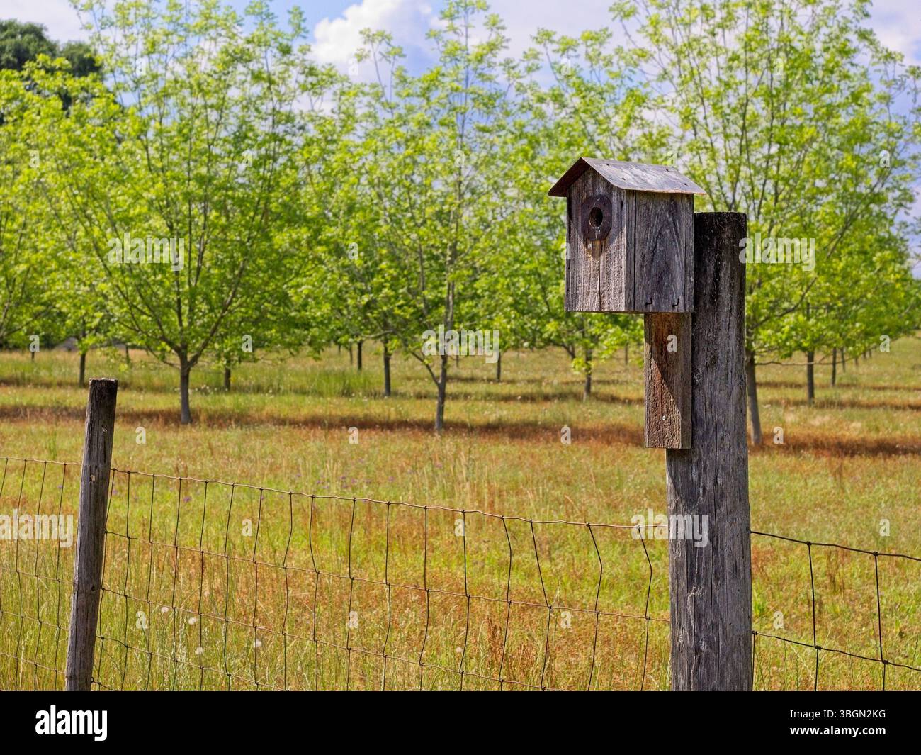 Vogelhaus aus Holz auf Zaunpfosten vor Pekannusplantagen außerhalb der Plains Georgia im Frühling Stockfoto