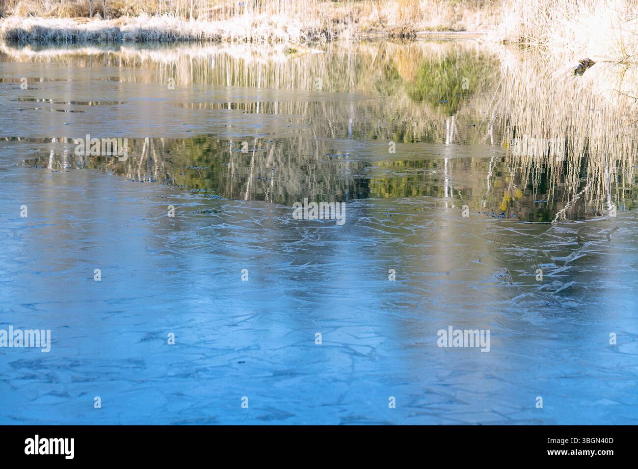 Teich mit gefrorener Eisdecke und Wasserreflexion von trockenem Schilfgras Stockfoto