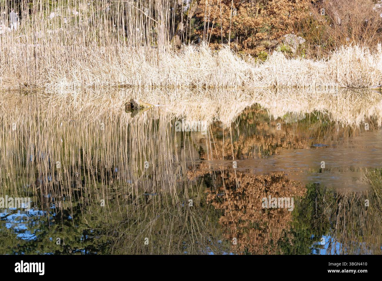 Teich mit Wasserspiegelung von trockenem Schilfgras und Sträuchern mit Herbstlaub Stockfoto