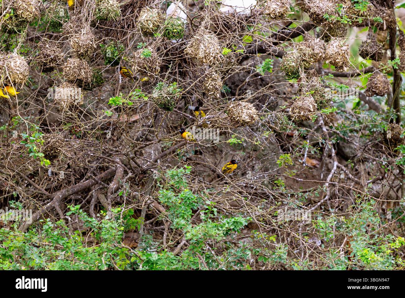 Weaver Birds im Hans Cottage Botel nahe der Cape Coast in der Zentralregion im Süden Ghanas in Westafrika Stockfoto