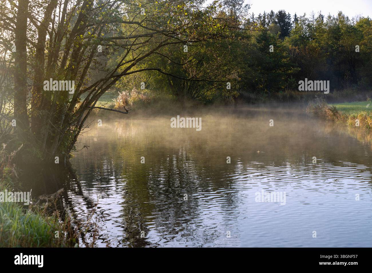 Herbstatmosphäre mit Morgennebel und Wasserspiegelung auf dem Schwillach bei Unterschwillach in Oberbayern in Deutschland Stockfoto