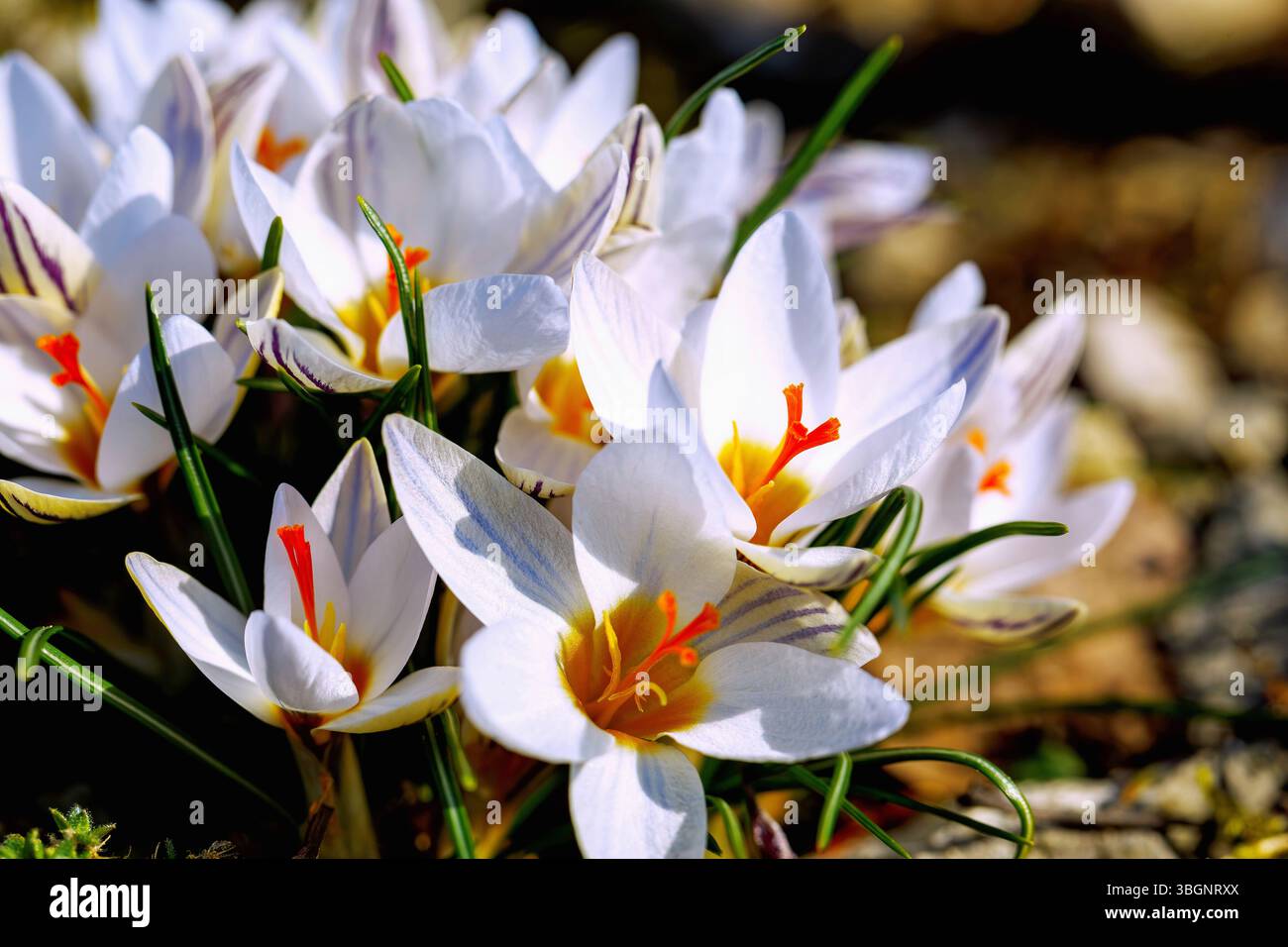 Zweiblättriger blauer Stern (Scilla bifolia, Sternhyazinthe, zweiblättrige Seezwiebeln) in Moos Stockfoto