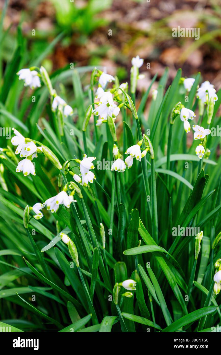 Blühende Sommerknotenblume (Leucojum aestivum, spätblühende Knotenblume) Stockfoto