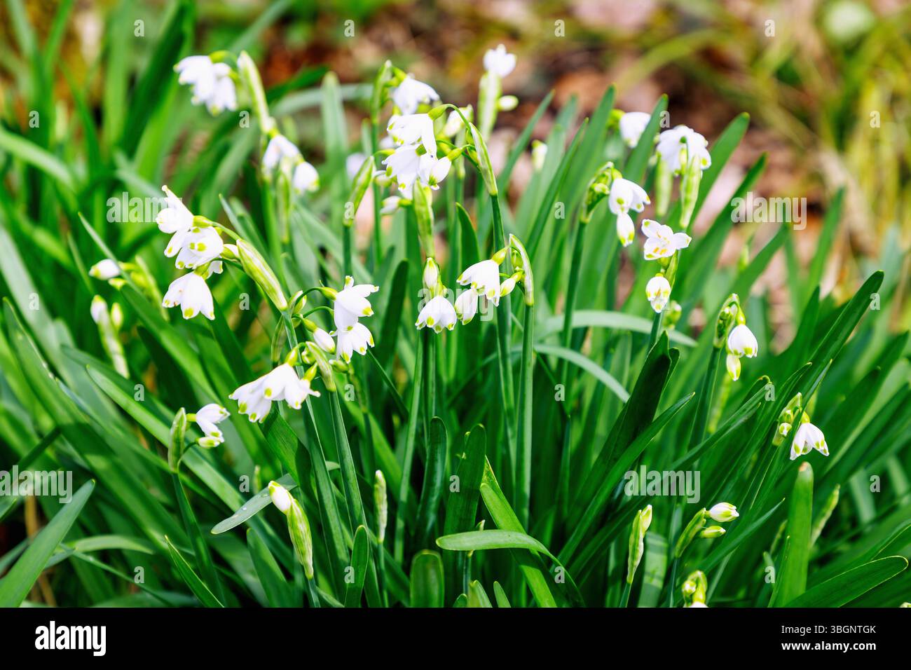 Blühende Sommerknotenblume (Leucojum aestivum, spätblühende Knotenblume) Stockfoto