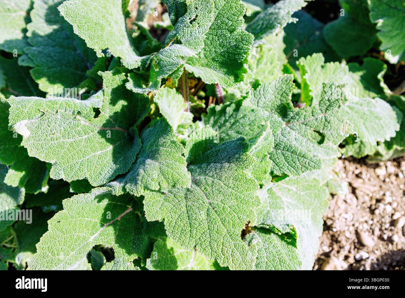 Muskatsalbei (Salvia sclarea, muskatellersalbei, Muskatsalbei, römischer Salbei, Scharlach, Scharlach Knoblauch, Scharlach Fieber) im Gewürzbeet im Garten Stockfoto