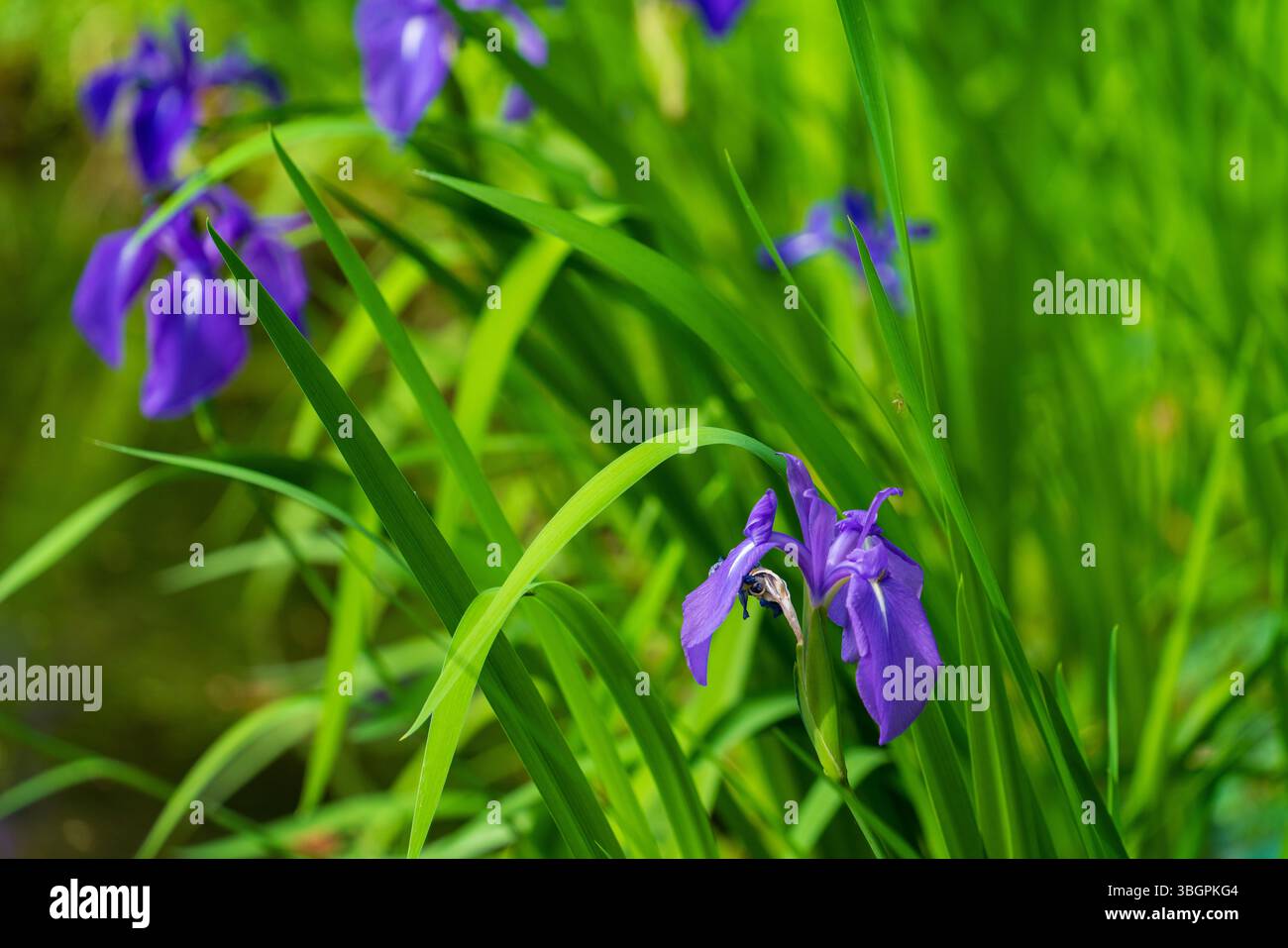 Iris laevigata (Japanische Iris) im Garten Stockfoto