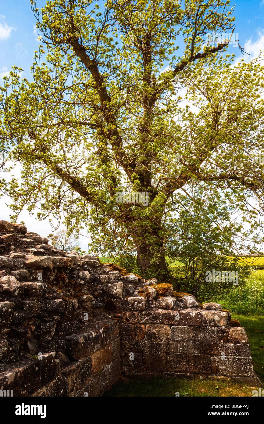 Landscapes of Edlingham, Northumberland, Großbritannien, 29. Mai 2025 Stockfoto