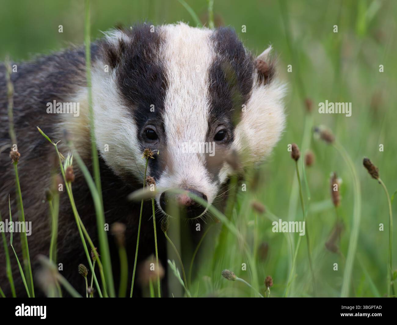 Wilder Dachs in der Stadt Bristol Großbritannien [ Meles Meles] Stockfoto