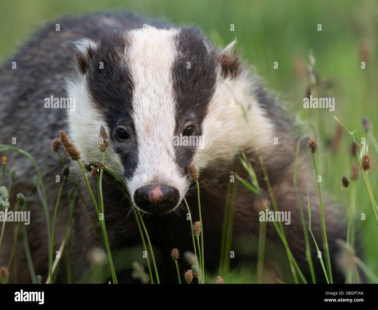 Wilder Dachs in der Stadt Bristol Großbritannien [ Meles Meles] Stockfoto