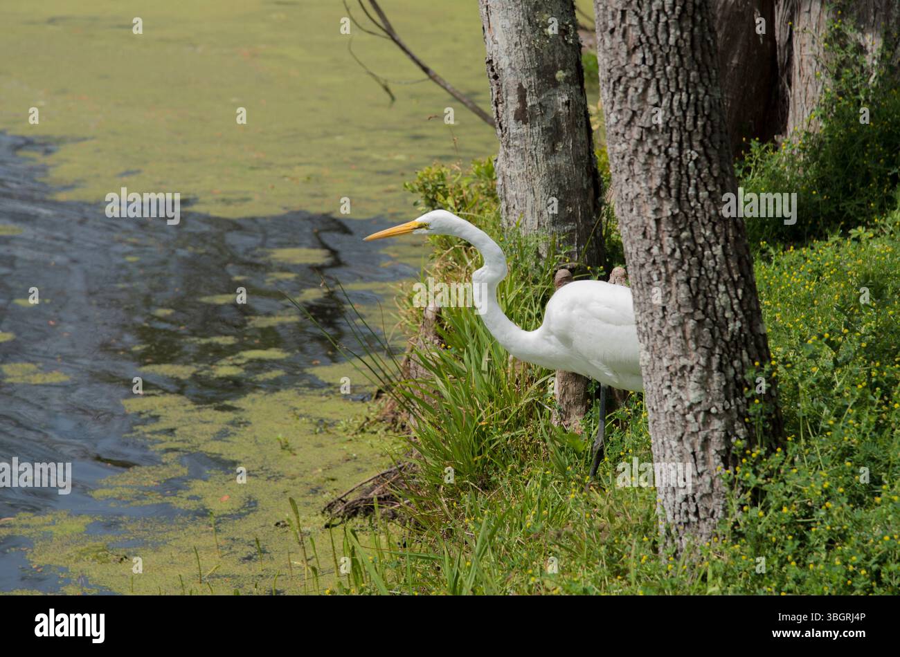 Verwittertes Treibholz ruht auf lebendigen Küstengräsern unter dramatischen Sturmwolken, die über ruhiges Wasser brechen. Stockfoto